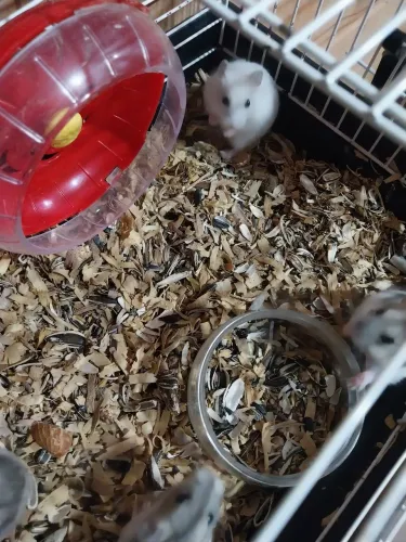 Hamster anão russo
