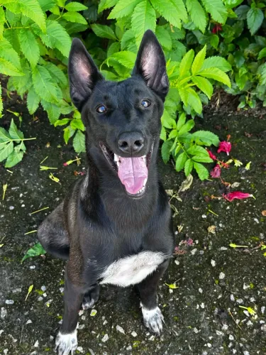 Vendo filhotes de pastor belga malinois 