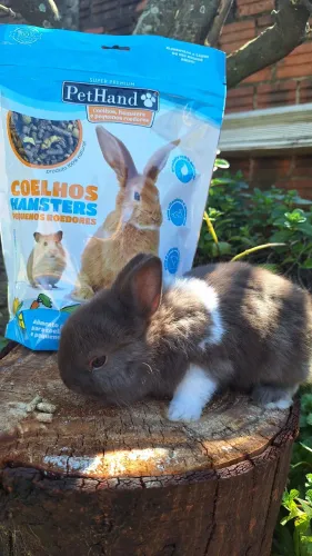 Mini coelho