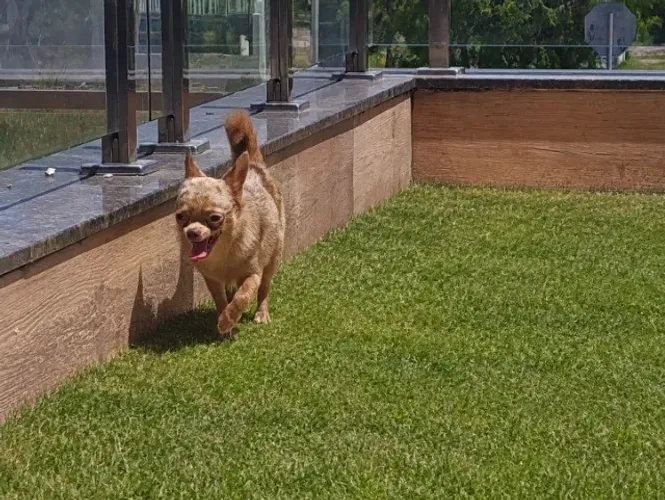 Chihuahua macho 2 anos