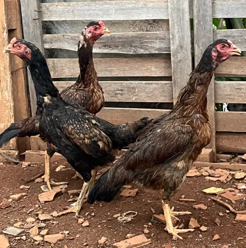 3 galinhas índia por 220 reais