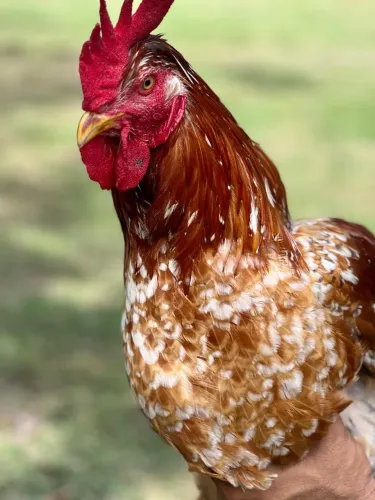 Frango GSB ( BALÃO)