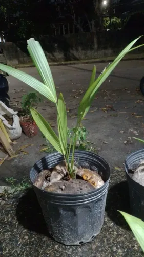 Muda de laca vermelha 135 reais
