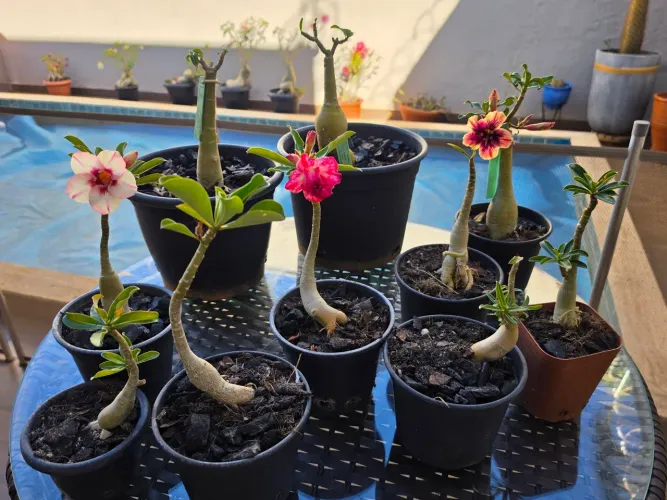 Rosas do deserto