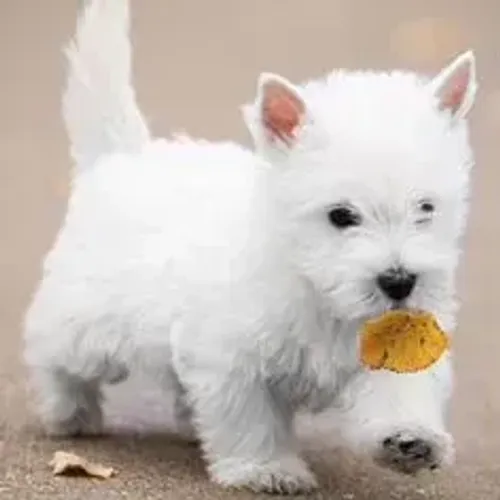 West Terrier Filhote Muito Bonito Branco