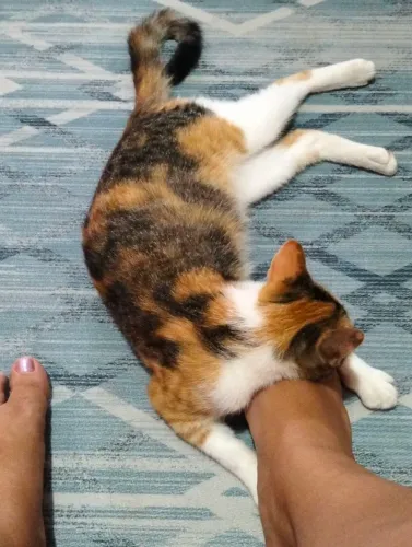 Doação de gato
