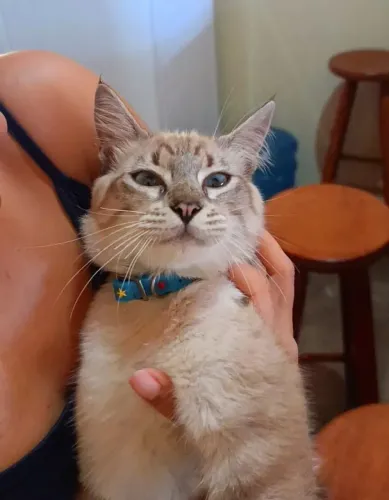 Doação! Gatinho Lynx Point Peludinho, 7 meses