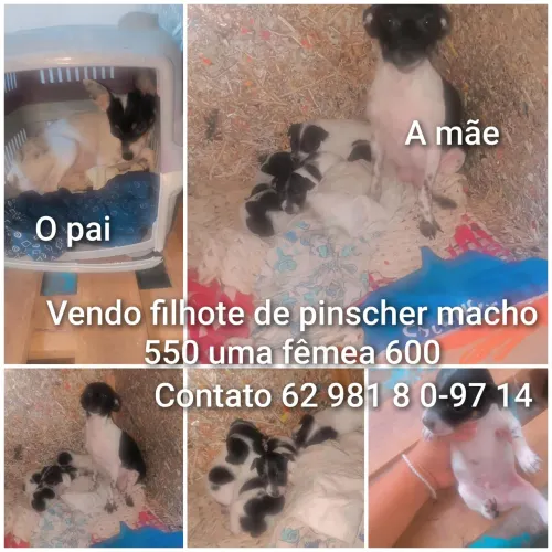 Vendo filhote de Pintcher