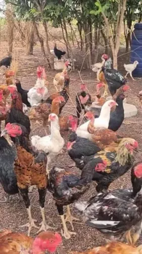 Frangos caipira