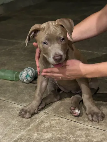 Pitbull filhote fêmea
