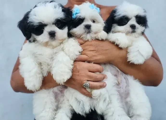 Maravilhosos filhotes Shih Tzu/ Shitzu bem dóceis com garantias macho e fêmea SP