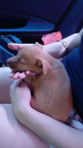 Doação de cachorrinho filhote 
