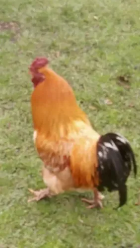 Galo Brahma