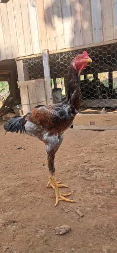 Frango indio gigante 
