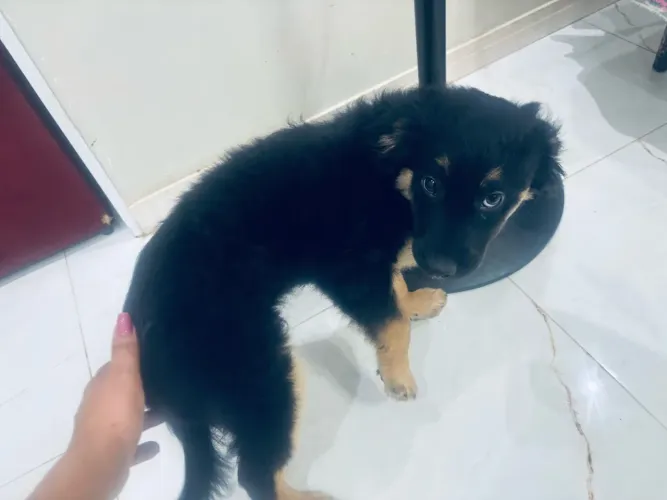 CACHORRO DOAÇÃO