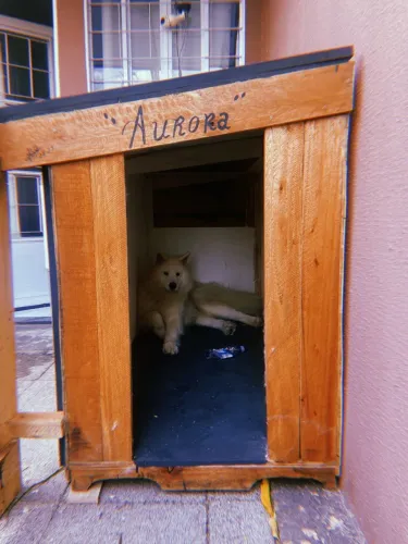 Vendo casa gigante para cachorro