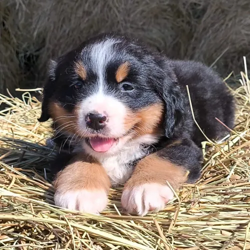 Lindos filhotes Bernese últimas fêmeas vacinados promoção