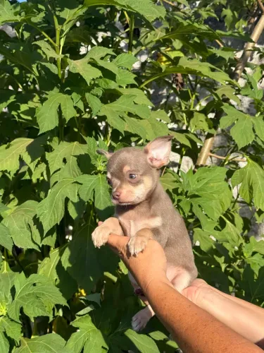 Chihuahua