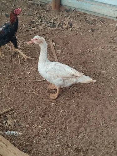 Patos