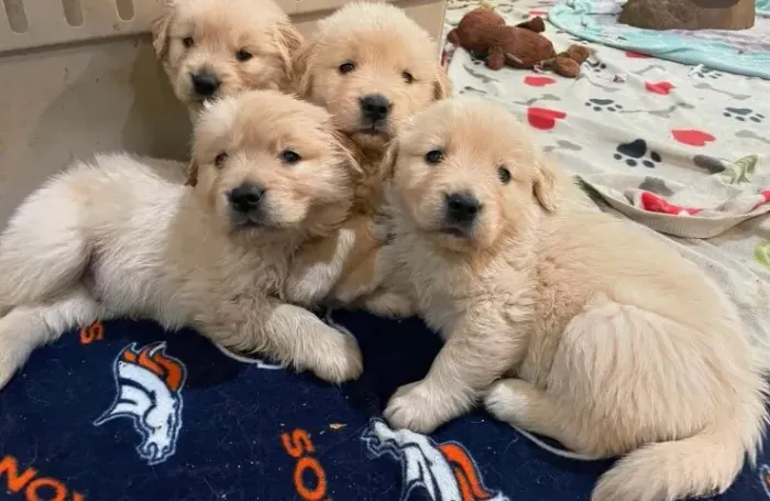 Filhotes de Golden Retriever | Amor em cada detalhe.