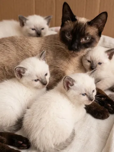 Filhote Gato Siamês 