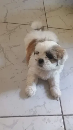 Shih Tzu