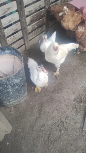 Casal de patinho