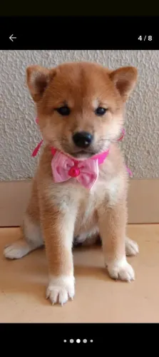 Lindos filhotes de shiba inu com pedigree