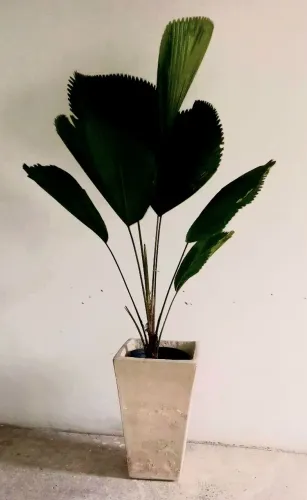 Palmeira Licuala