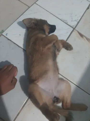 Vende se cachorro bude coly 