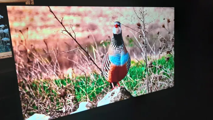 Oportunidade tv 1599$ pra vender rápido 50 pol 4k borda 1599$ n tem menos pra hojeee tv