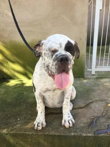 Hotel Dog para cães / pet hospedagem cachorros