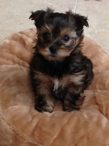 Yorkshire sua alegria com garantia pra hoje 