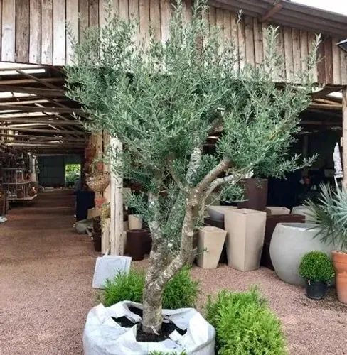Oliveira de 30 Anos: Um Legado Vivo para seu Jardim, joia rara no seu jardim!