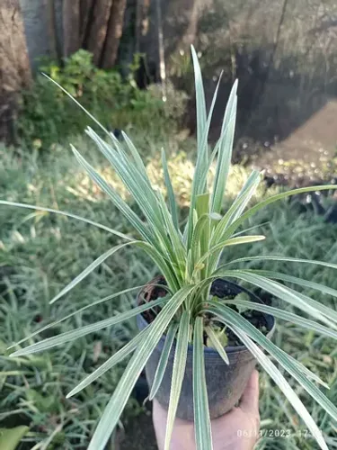 Vasinho de Liriopes Variegata 