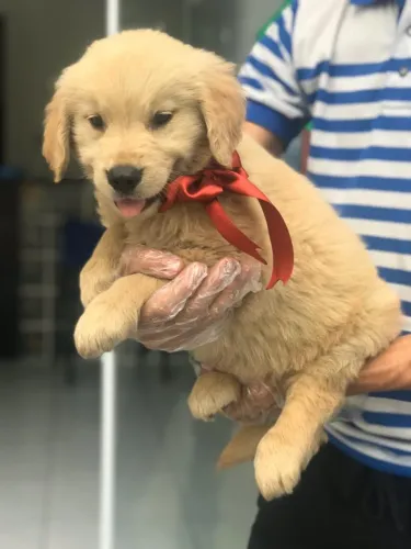 Golden retriever machinho com 56 dias na cor dourado vacinado e com pedigree 