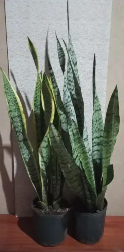 Espada de São Jorge