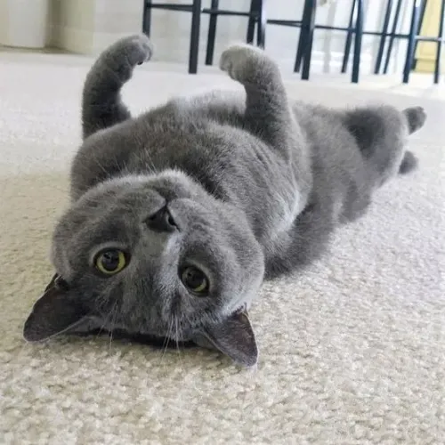 Temos Chartreux  Disponível 