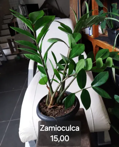 Zamioculca - Planta de fácil cuidado