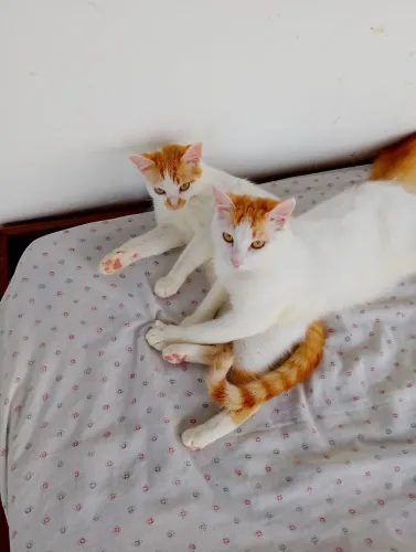 Estou doando 2 gatinhos 