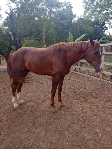 Vende macho Qm 3 ano quarto de milha já domado