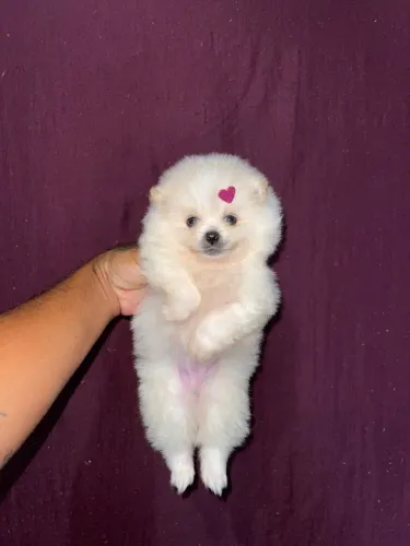Lulu da pomerania fêmea Clarinha 