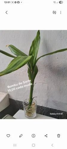 Bambu da Sorte (mudas)