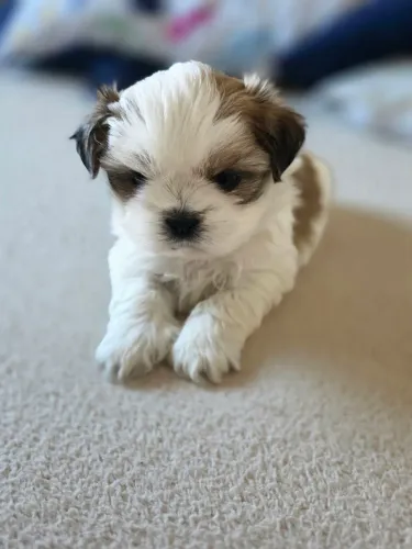 Filhote Shih Tzu 