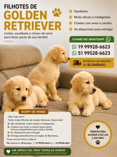 Promoção de filhotes Goldem Retriever
