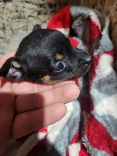 Venda de pinscher 