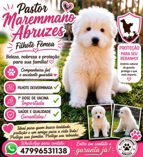 Filhote de Pastor Maremano abruzes