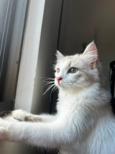 Adoção responsável gatinhas