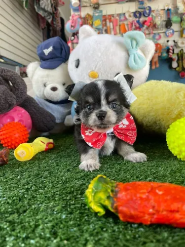 Chihuahuainha macho Black and Tam