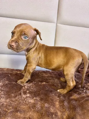 Pitbull